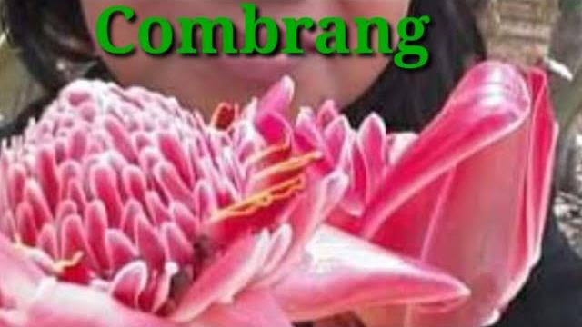 Kebun organik ala mendesah Kebun organik ala mendesah