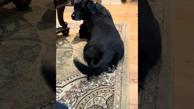 Shadow trying to get nanny to pet him Shadow trying to get nanny to pet him