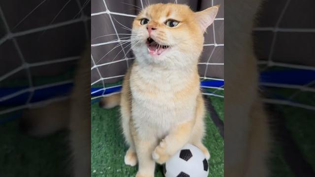 My cats really wanted to play football #cat #cats My cats really wanted to play football #cat #cats