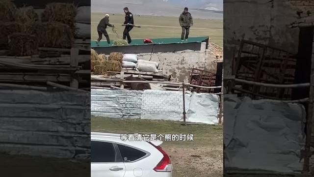 熊到底有多可怕?竟然会学人敲门 #科普知识 #人面熊 #藏马熊 熊到底有多可怕?竟然会学人敲门 #科普知识 #人面熊 #藏马熊