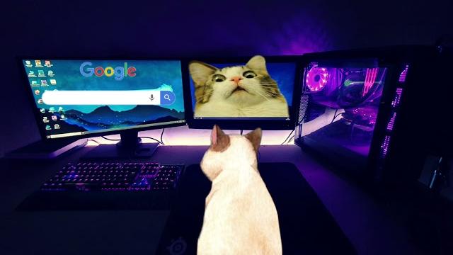 The hentai cat The hentai cat