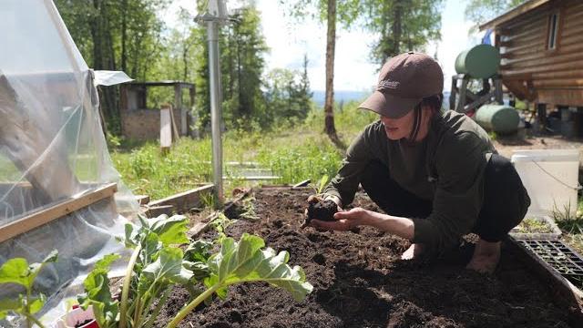 2 days homesteading off-grid in alaska: preserving food, planting & cooking salmon + spruce tips 2 days homesteading off-grid in alaska: preserving food, planting & cooking salmon + spruce tips