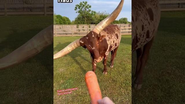 Help me feed some crazy animals! #animals #shorts #coolanimals Help me feed some crazy animals! #animals #shorts #coolanimals