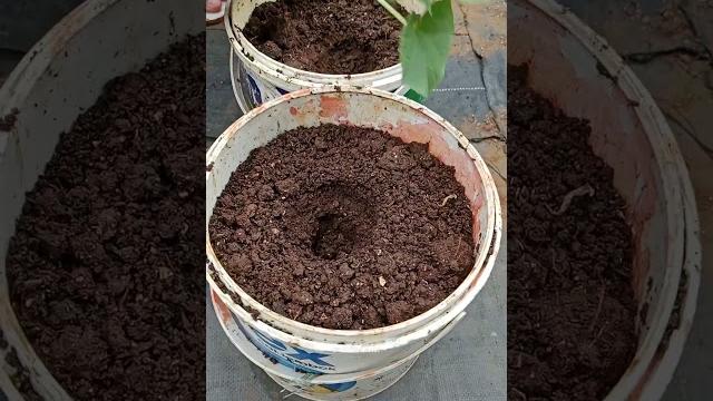 Menanam timun di ember bekas Menanam timun di ember bekas