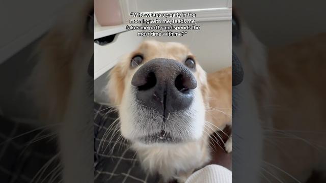 Every dog has their favorite human #dogs #dogshorts #puppy #puppies #goldenretriever #doglife Every dog has their favorite human #dogs #dogshorts #puppy #puppies #goldenretriever #doglife