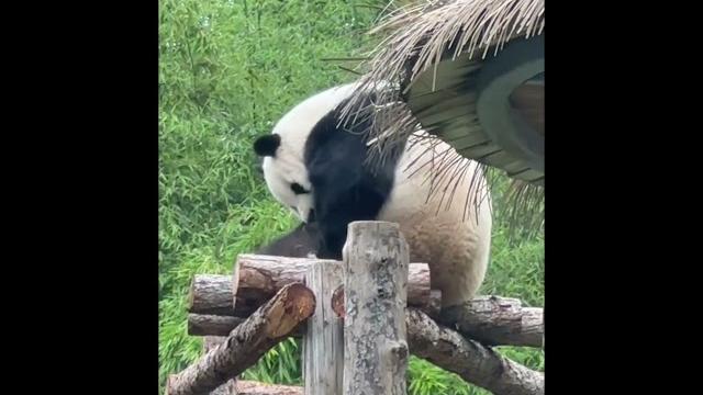 萌兰在挠痒痒 毛的挠掉了 萌兰在挠痒痒 毛的挠掉了