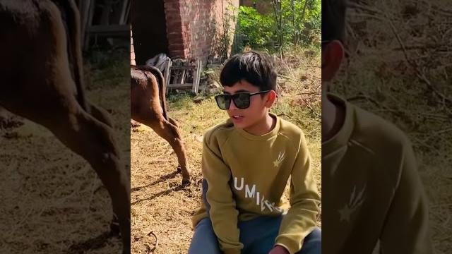 Village life morning routine cow milking Village life morning routine cow milking