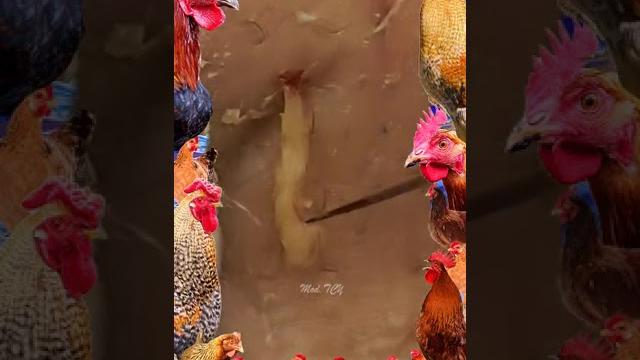 Выдавливание прыщей чистка кожи‼️ Выдавливание прыщей чистка кожи‼️