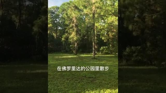 #fl #佛罗里达 #公园 #散步 #fl #佛罗里达 #公园 #散步