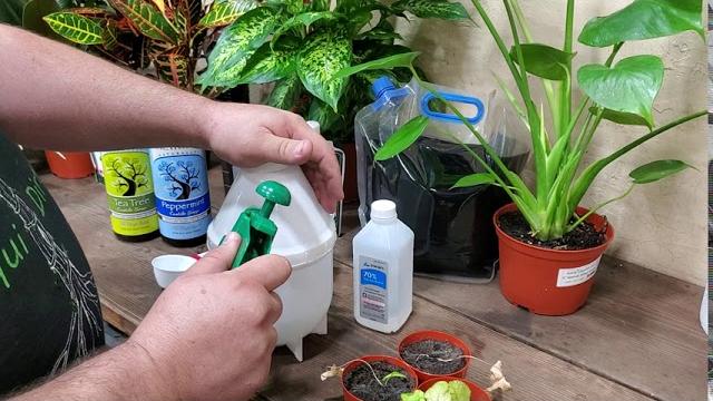 Killing spider mites & aphids dead. www.liquidirt.com for how to keep plants healthy. Killing spider mites & aphids dead. www.liquidirt.com for how to keep plants healthy.