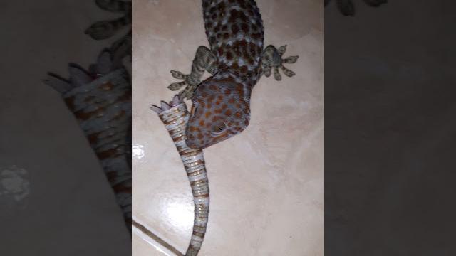 Raja cicak #shorts #best Raja cicak #shorts #best