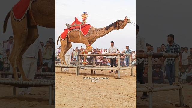 #trendingshorts #camelculture #camelstunts #camel #trendingshorts #camelculture #camelstunts #camel