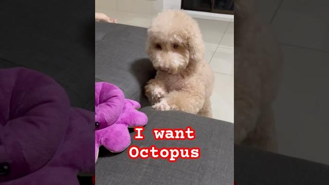This dog’s reaction will melt your heart ️cutest moment ever caught on camera! #shorts #dog #cute This dog’s reaction will melt your heart ️cutest moment ever caught on camera! #shorts #dog #cute