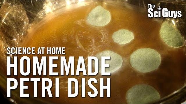 The sci guys: science at home - se2 - ep3: homemade petri dish - growing bacteria at home The sci guys: science at home - se2 - ep3: homemade petri dish - growing bacteria at home