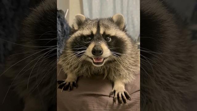 А где енот? не, не видели енот витя А где енот? не, не видели енот витя