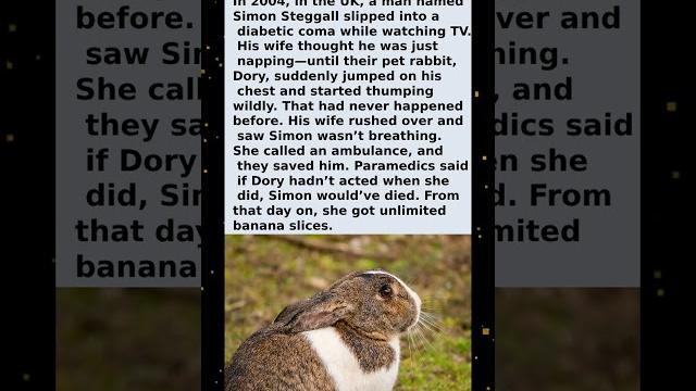 The bunny jumped on his chest… and saved his life The bunny jumped on his chest… and saved his life