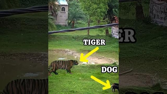 Terrifying tiger attack! dog fights for survival in shocking moment #tigerattack #shorts Terrifying tiger attack! dog fights for survival in shocking moment #tigerattack #shorts