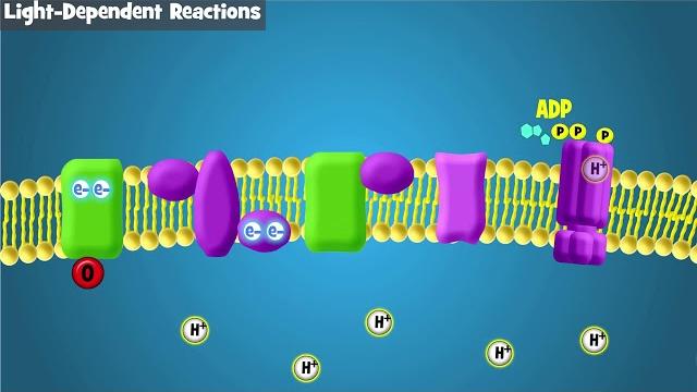 Photosynthesis intro and light-dependent reactions Photosynthesis intro and light-dependent reactions