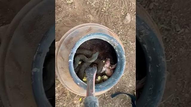 Define bulunma anı ve canlı yılan çıkması.. Define bulunma anı ve canlı yılan çıkması..