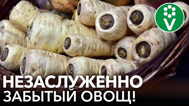 Не забудьте посеять пастернак! как вырастить, полезные свойства и рецепты из пастернака Не забудьте посеять пастернак! как вырастить, полезные свойства и рецепты из пастернака