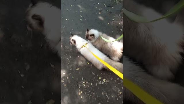 Ulat bulu jalan jalan Ulat bulu jalan jalan