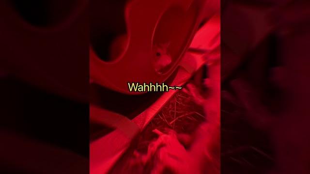 Cute hamster xiaoxiong tiny yawn #hamsters #hamstercare #syrianhamstershortvideo #smallpets #cute Cute hamster xiaoxiong tiny yawn #hamsters #hamstercare #syrianhamstershortvideo #smallpets #cute