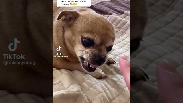 Парень и чихуахуа смешные видео Парень и чихуахуа смешные видео