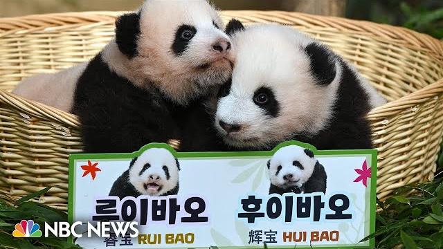 Twin giant panda cubs named by south korean zoo Twin giant panda cubs named by south korean zoo
