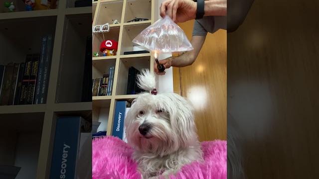 Broma a mi perro mientras descansa Broma a mi perro mientras descansa