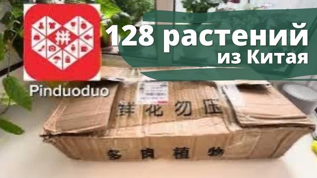 128 суккулентов из китая. распаковка. 128 суккулентов из китая. распаковка.