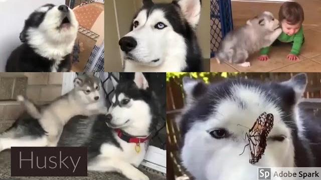 Husky funny compilation Husky funny compilation