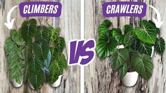 Climbing philodendron versus crawling philodendron + caring for climbing plants vs crawling plants Climbing philodendron versus crawling philodendron + caring for climbing plants vs crawling plants