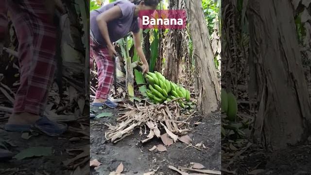 #harvest banana#shorts #harvest banana#shorts