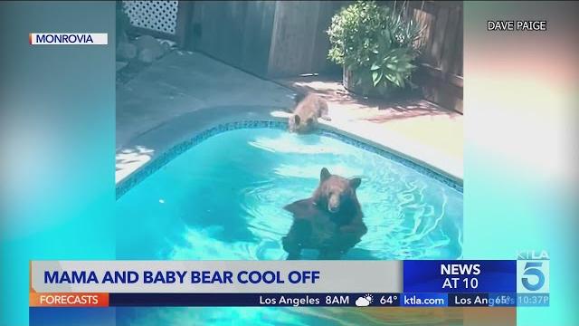 Mama and baby bear cool off Mama and baby bear cool off