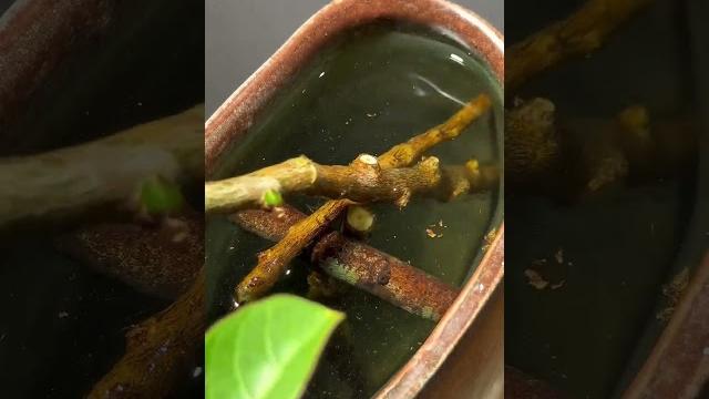 紫薇花对紫微翁,名目虽同貌不同。独占芳菲当夏景,不将颜色托春风。 紫薇花对紫微翁,名目虽同貌不同。独占芳菲当夏景,不将颜色托春风。