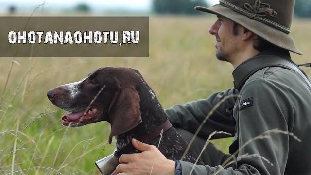 Охота с легавой. очень красивый фильм. german shorthaired pointer in russia. охота на охоту. Охота с легавой. очень красивый фильм. german shorthaired pointer in russia. охота на охоту.
