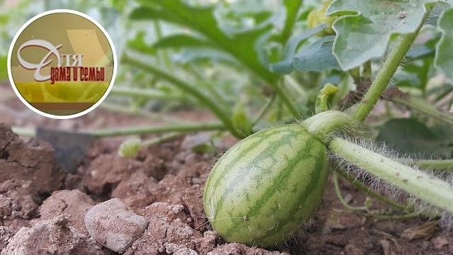 Выращивание арбузов на урале. 5 основных правил. Выращивание арбузов на урале. 5 основных правил.