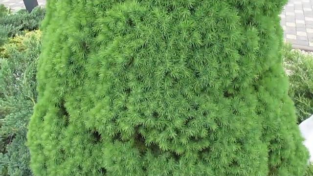Если ель коника сохнет, как лечить. Если ель коника сохнет, как лечить.