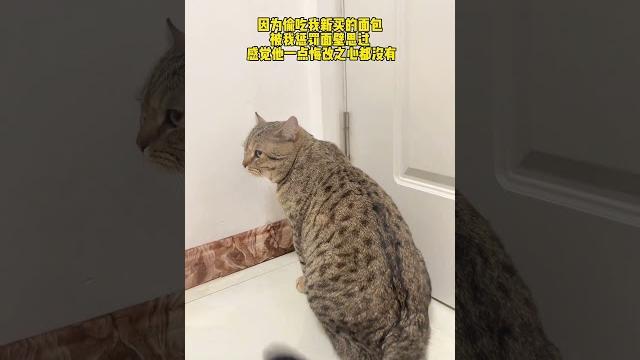 最可恶的是他只吃奶油不吃面包! #心思全写在脸上的猫 #这小猫谁养谁不迷糊啊 最可恶的是他只吃奶油不吃面包! #心思全写在脸上的猫 #这小猫谁养谁不迷糊啊