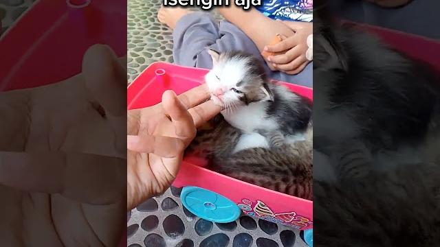Mainin kucing Mainin kucing