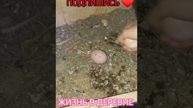 Сбор яиц. куры склёвывают яйца. Сбор яиц. куры склёвывают яйца.