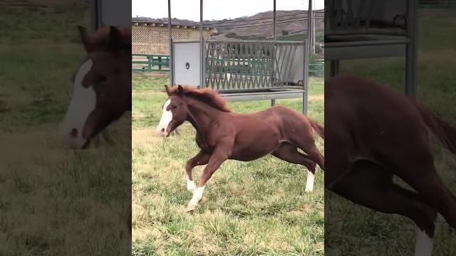 Young horse slips and falls while running around Young horse slips and falls while running around