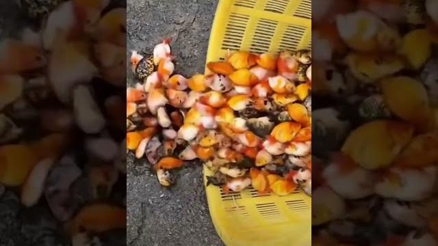 Gold fish live Gold fish live