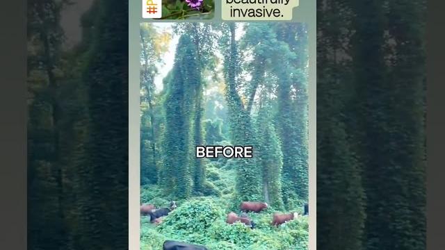 #invasivespecies #kudzu #plants #plantsvszombies #invasivespecies #kudzu #plants #plantsvszombies