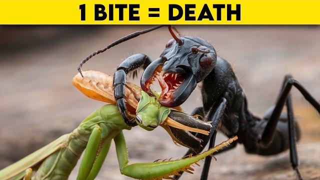 Deadly insects that can easily defeat a praying mantis Deadly insects that can easily defeat a praying mantis