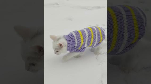 Домашний кот вышел на улицу зимой Домашний кот вышел на улицу зимой