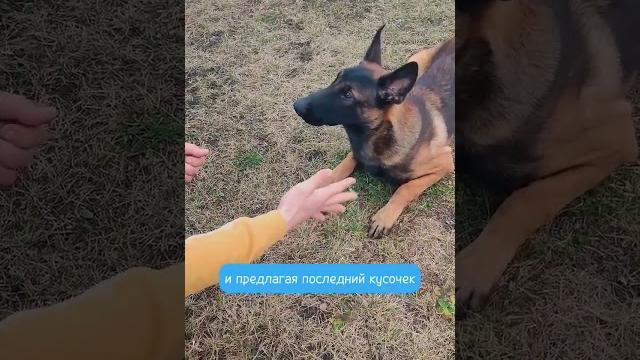 Как научить собаку запрещающей команде (фу, нет, нельзя) Как научить собаку запрещающей команде (фу, нет, нельзя)