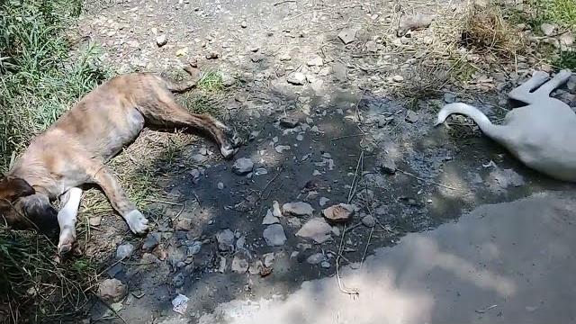 Mother dog/sibling stray pups/white stray dog eating raw chicken feet/summers #anime #uk #viralvideo Mother dog/sibling stray pups/white stray dog eating raw chicken feet/summers #anime #uk #viralvideo