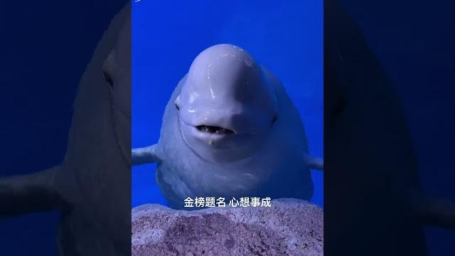 #白鲸 莎莎祝所有考生金榜题名,心想事成#海洋生物 #神奇动物在抖音 #高考加油 #白鲸 莎莎祝所有考生金榜题名,心想事成#海洋生物 #神奇动物在抖音 #高考加油
