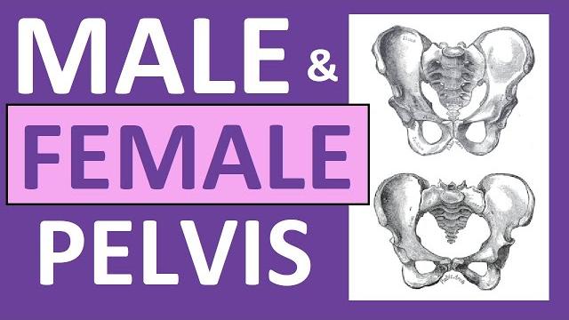 Male vs female pelvis differences anatomy skeleton shape Male vs female pelvis differences anatomy skeleton shape